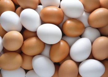 Bactéria presente nos ovos